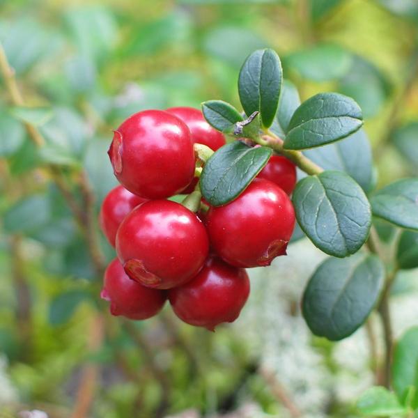 Boreal Forest Shrubs – Vaccinium vitis-idaea – Lingonberry Boreal Forest Shrubs - Vaccinium vitis-idaea - Lingonberry