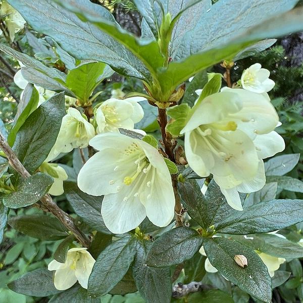 Boreal Forest Shrubs – White Rhodora – Rhododendron_albiflorum Boreal Forest Shrubs - White Rhodora - Rhododendron_albiflorum