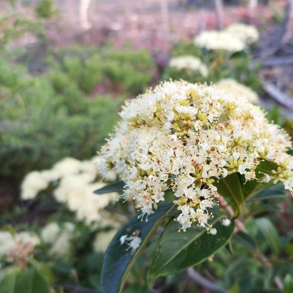 Boreal Forest Shrubs – Wild Raisin – Viburnum Nudum Boreal Forest Shrubs - Wild Raisin - Viburnum Nudum