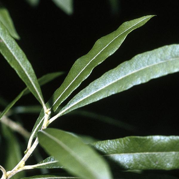 Boreal Forest Shubs – Salix humilis – Upland Willow Boreal Forest Shubs - Salix humilis - Upland Willow