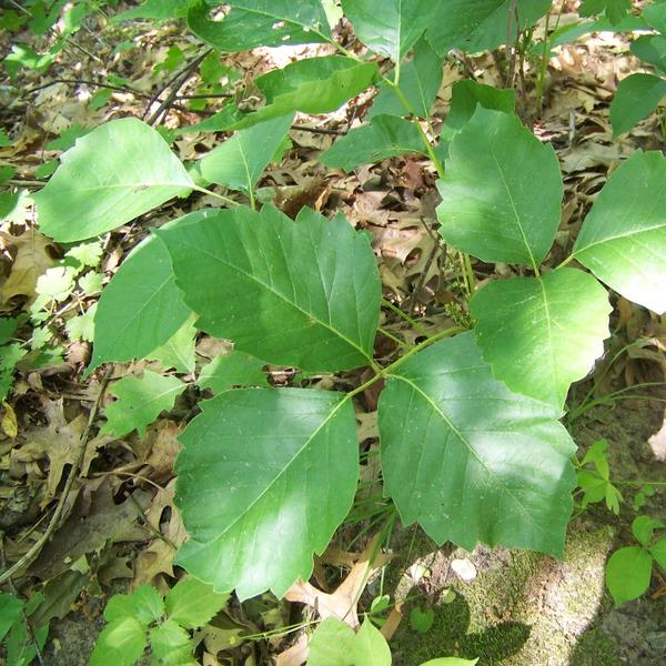 boreal Forest Shrubs – Poison Ivy – Toxicodendron radicans boreal Forest Shrubs - Poison Ivy - Toxicodendron radicans