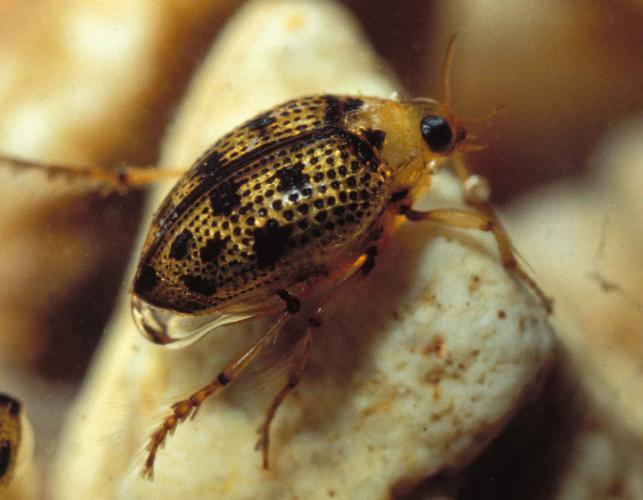 Borol Insect Boreal Forest Insects: The Boreal Encyclopedia | Eco Friendly Income