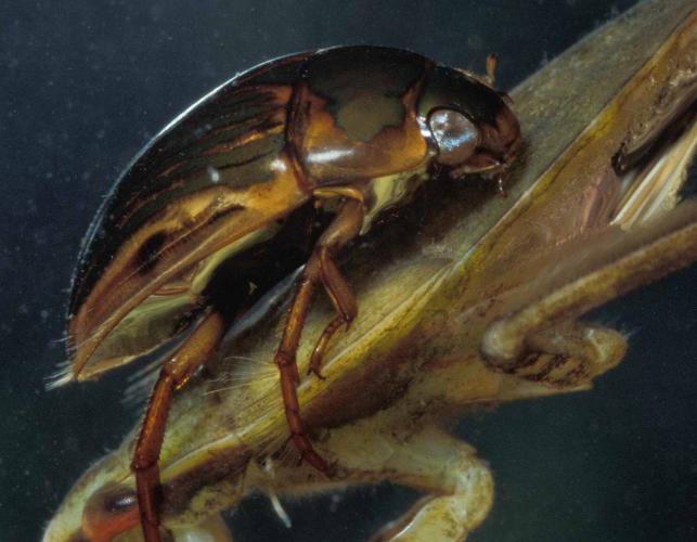 Borol Insect Boreal Forest Insects: The Boreal Encyclopedia | Eco Friendly Income