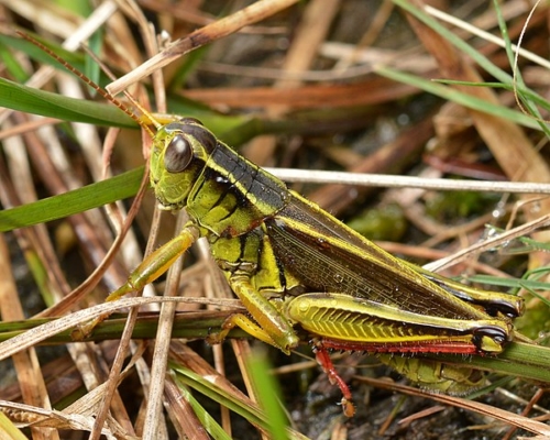 Yellow-Stripped Grasshopper (Melanoplus bivittatus)