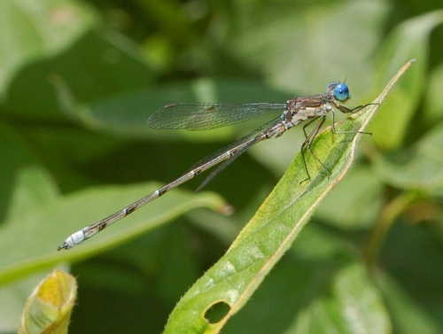 Spotted Spreadwing (Lestes congener)