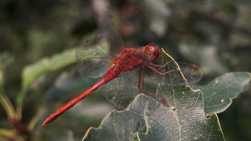 Yellow-legged Meadowhawk (Sympetrum vicinum)