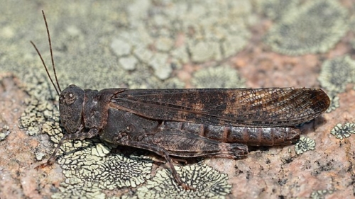 Crackling Forest Grasshopper (Trimerotropis verruculata)