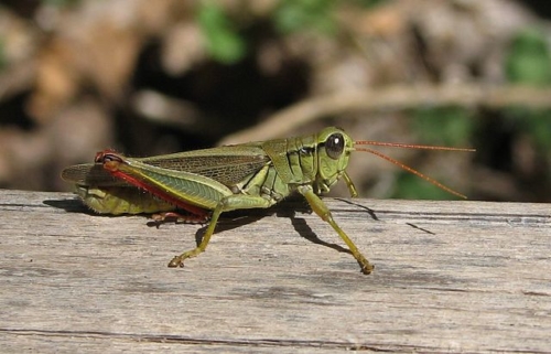 Red-Legged Grasshopper (Melanoplus femurrubrum)
