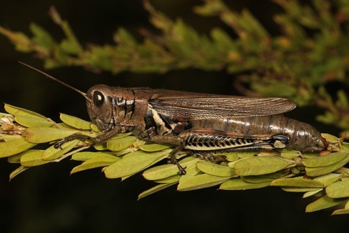 Migratory Grasshopper (Melanoplus sanguinipes)