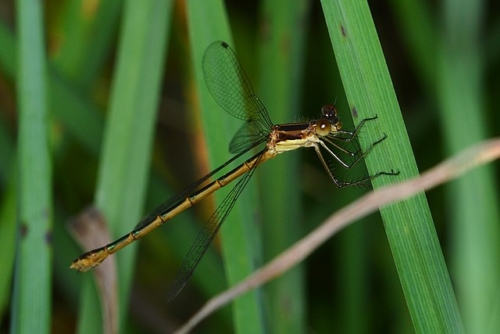 Northern Spreadwing (Lestes disjunctus)