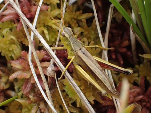 Graceful Sedge Grasshopper (Stethophyma gracile)