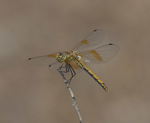 Band-winged Meadowhawk (Sympetrum semicinctum)