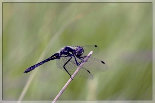 Black-meadowhawk (sympetrum danae)