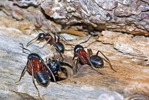 Carpenter Ants -Family Formicidae
