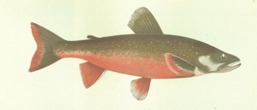 Arctic Char - <i>Salvelinus alpinus<i />