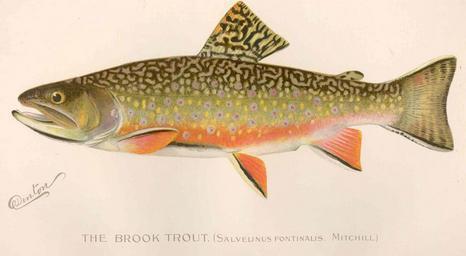 Brook Trout - <i>Salvelinus fontinalis<i />