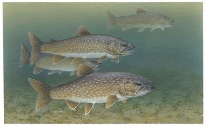 Lake trout - <i>Salvelinus namaycush<i />