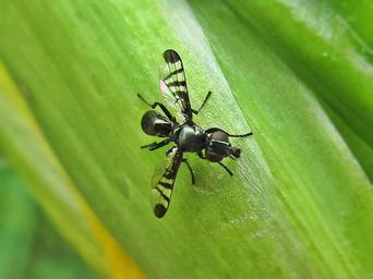 Platystomatid Flies - Family Platystomatidae 