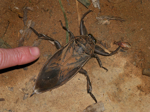 Giant Waterbug – Family Belostomatidae