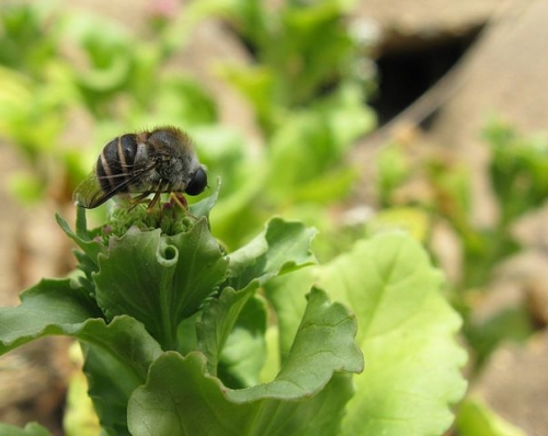 Smallheaded Flies - Family Acroceridae