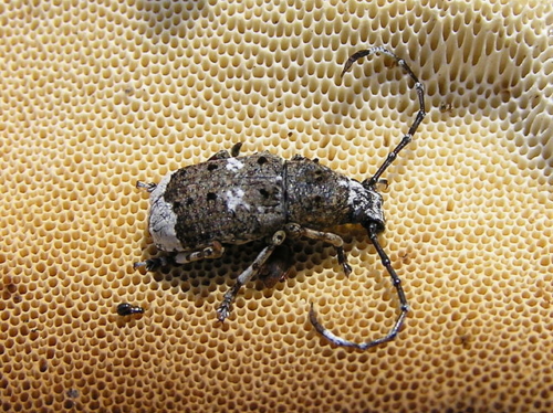 Fungus Weevils - Family Anthribidae