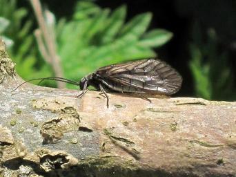 Alderflies - Family Sialidae