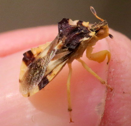 Ambush bugs – Family Phymatidae