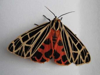  Tiger Moths - Arctiidae subfamily 