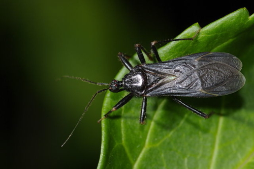 Assassin bugs – Family Reduviidae