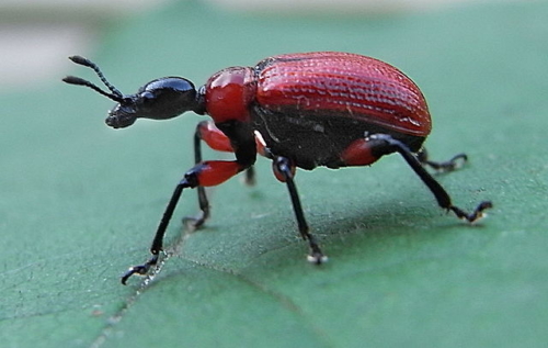 Leaf-Rolling Weevils - Family Attelabidae