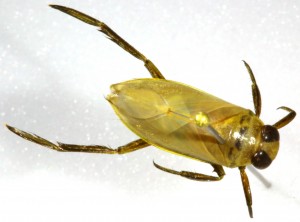 Backswimmer bugs – Family Netonectidae