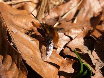 Bee-flies - Family Bombyliidae