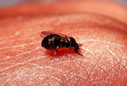 Black Fly - Family Simuliidae