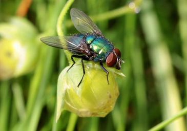 Blow Flies - Family Calliphoridae