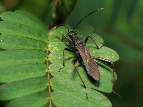Broad-headed bugs – Family Alydidae
