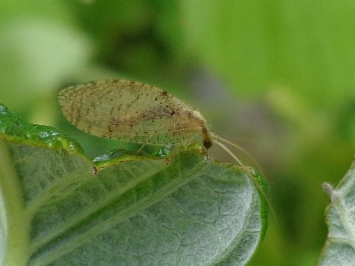 Brown Lacewings – Family Hemerobiidae