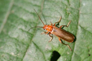 Soldier Beetles – Family Cantharidae