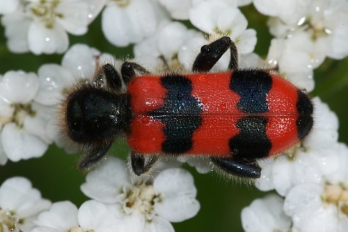 Checkered Beetles – Family Cleridae
