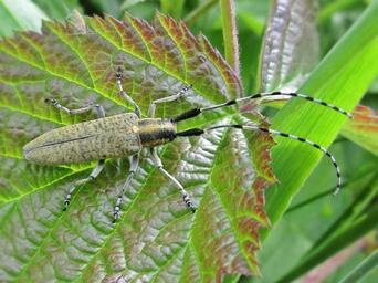 Long-Horned Beetles  - Family Cerambycidae 