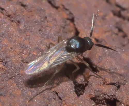 Biting Midges - Family Ceratopogonidae