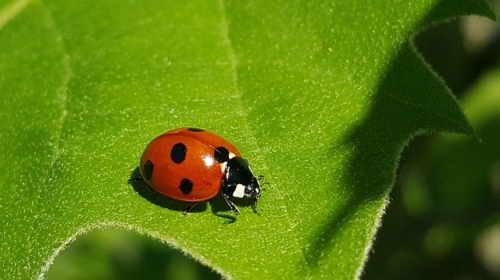 Lady Beetles – Family Coccinellidae