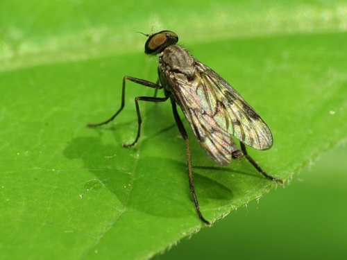 Snipe Flies - Family Rhagionidae