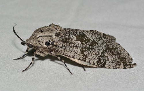 Carpenterworm Moths - Family Cossidae