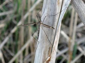 Crane Flies - Family Tipulidae