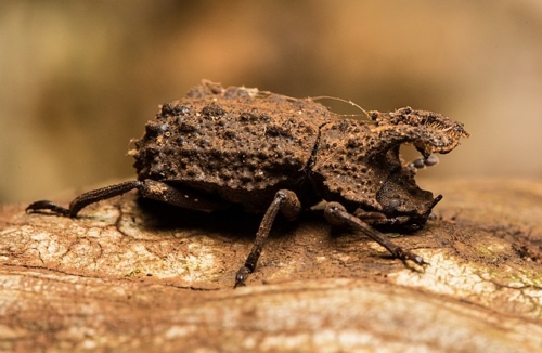 Darkling Beetles - Family Tenebrionidae