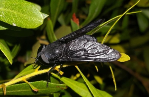 Deer Flies - Family Tabanidae