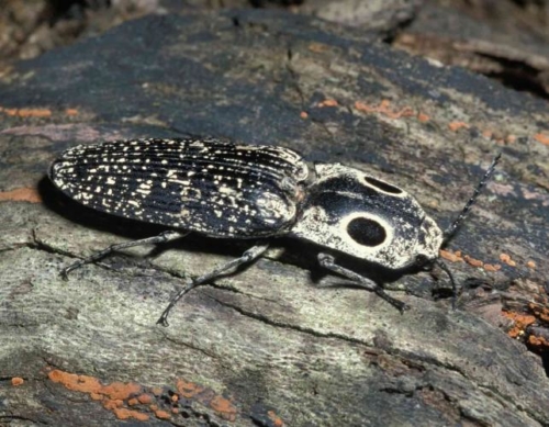 Click Beetles – Family Elateridae