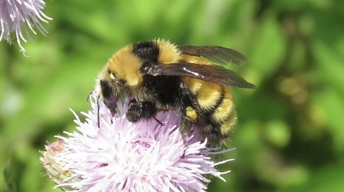 Boreal Bumblebees - Family Apidae 