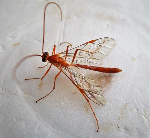 Ichneumon Wasps - Family Bracodniae 