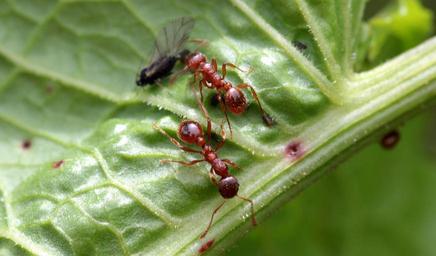Red Ants - Family Formicidae